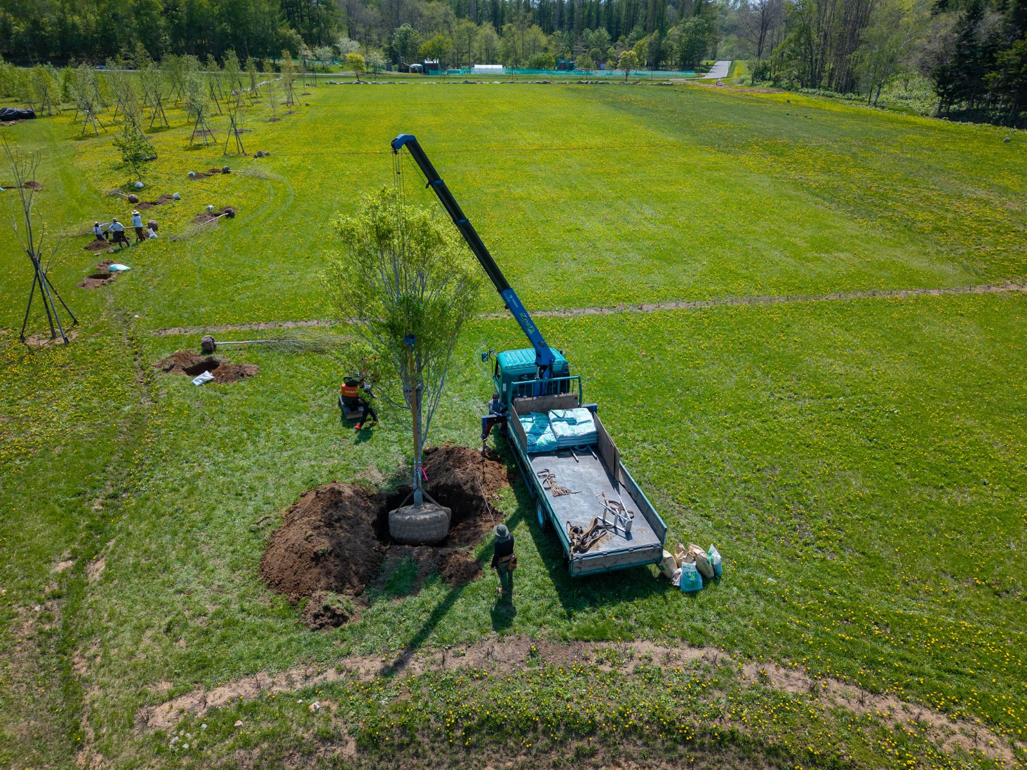 A truck placing a tree in a hole